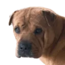 YouTube Transcript Analyzer - Chrome Extension Logo